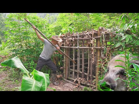 Greedy wild boar falls into trap - Record for the biggest wild boar I've ever caught