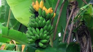 Keralapuram Village in Diglipur, Andamans