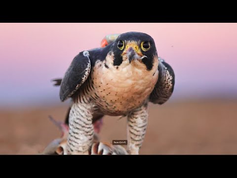 Falconry Adventure: Season Opener in Spain 2024! Partridge and duck hunt with falcons...