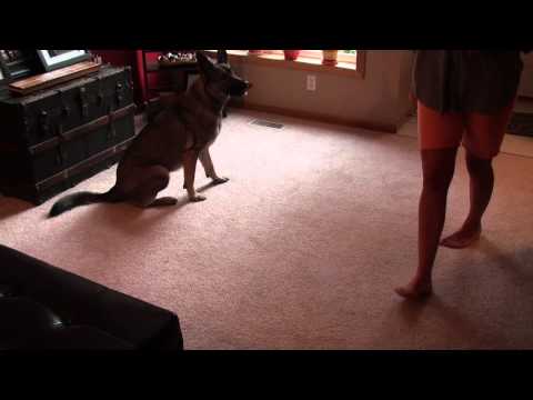 Teaching Sit: Part 2