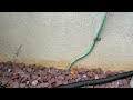 Ants Sneak Into the Utility Box in Martinsville, NJ