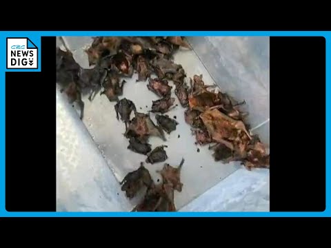 汚染物質は在来コウモリを危険にさらす