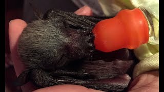 A busy day in the life of a bat rescuer