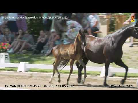 KN 15: Hengstfohlen von Va Bene - De Niro