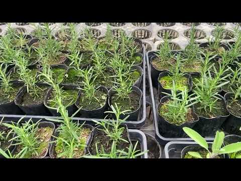 なぜ私のローズマリーは白くなり、乾燥すると黄色に変わり、黒ずみ、白い粉末の葉、ローズマリー、うどんこ病、自然治療、重炭酸塩スギナ肥料、自家製殺菌剤