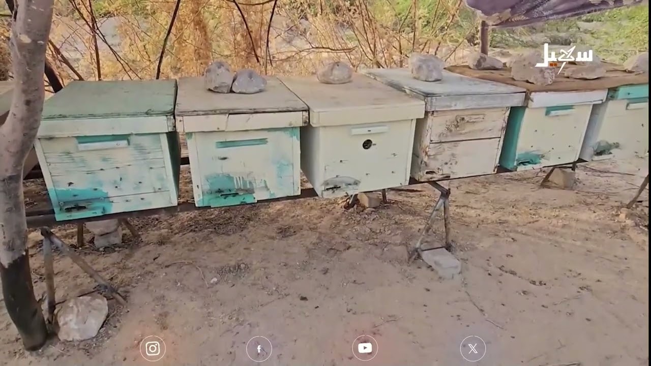 نفوق جماعي لنحل حضرموت ، والنحالون مصدومون