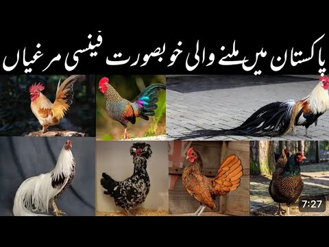 Discover the Stunning Diversity of Chicken Breeds