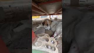 Brave Girl Drags Herself Off Road After Brutal Crash Leaves Her Bones Shattered [STORY BELOW]