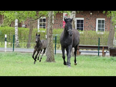 Mona Lisa - schwarze Energie für den großen Sport