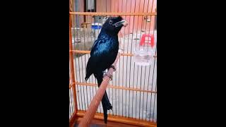 Download lagu Handsome and Tame Full Filling // Sumatran Red-Eyed Srigunting Krantil // FA Barus Channel mp3