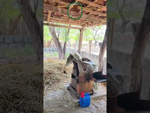 🌾 FAZENDA MOURARIA – OPORTUNIDADE NO CARIRI PARAIBANO 🌾
