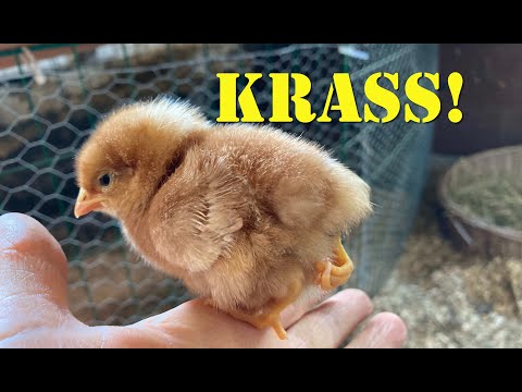 Kaum zu glauben - Küken mit drei Beinen !!!