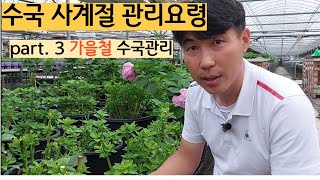 수국 계절별 관리 핵심포인트