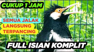 Download lagu Masteran Jalak Suren Variasi Suara Unik Gacor Full Isian Tembakan Mewah Asli mp3