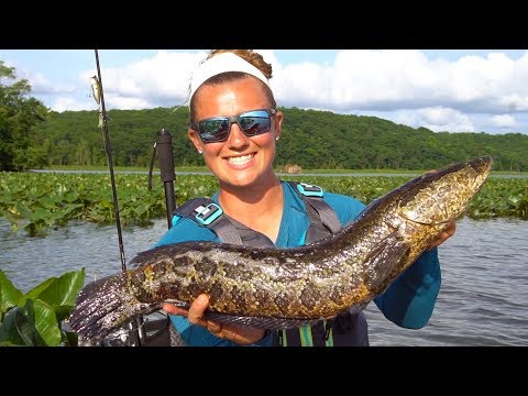 Kayak Fishing: Invasive Snakehead (4 of 4) | Field Trips Virginia | Field Trips with Robert Field Video