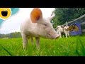 Old MacDonald Had A Farm Nursery Rhyme Remix Sesame Studios