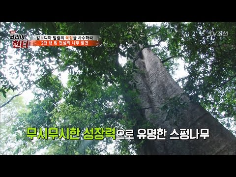 2천 년 된 전설의 나무를 발견하다! [뉴 코리아 헌터] 46회 20170417