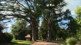 Comme un arbre dans la ville