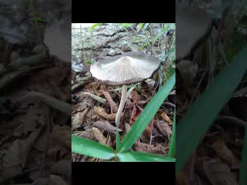  9月のキノコはどれ？今月採れる食用で認識しやすい種 8 種  庭園