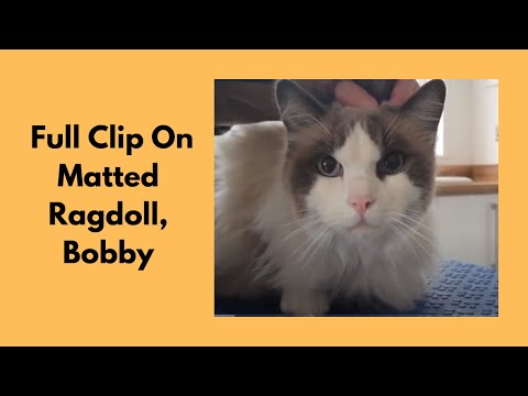 Full Clip On Ragdoll Cat
