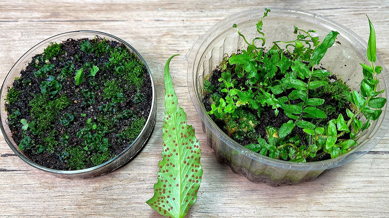 🌿 How to Sow Fern at Home from Spores