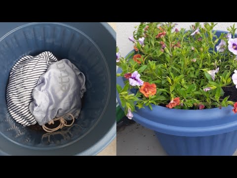 burying a pet(fur baby) in a pot plant.