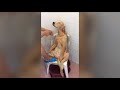 Golden Dog Bathing Like A Human