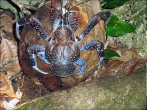 DJ PLAYAR vs Tamakau Cultural Group - Tau toa lekaleka