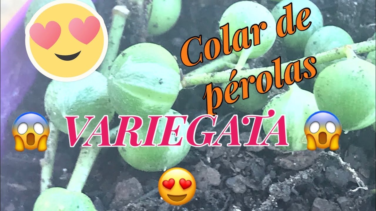 #colardeperolasvariegata #seneciorowleyanusvariegata Meu Colar de pérolas VARIEGATA