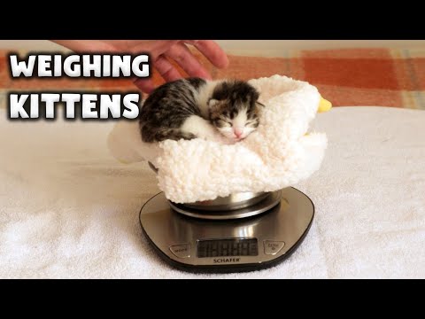 Weighing Kittens | Newborn 3 Days Old Cats