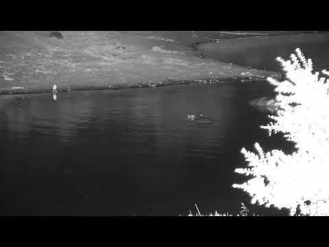Djuma: Two Hippos in the water-a bit of dominance going on maybe? - 22:08 - 12/05/20