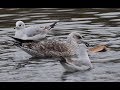 Gulls Excited By Submerged Pie