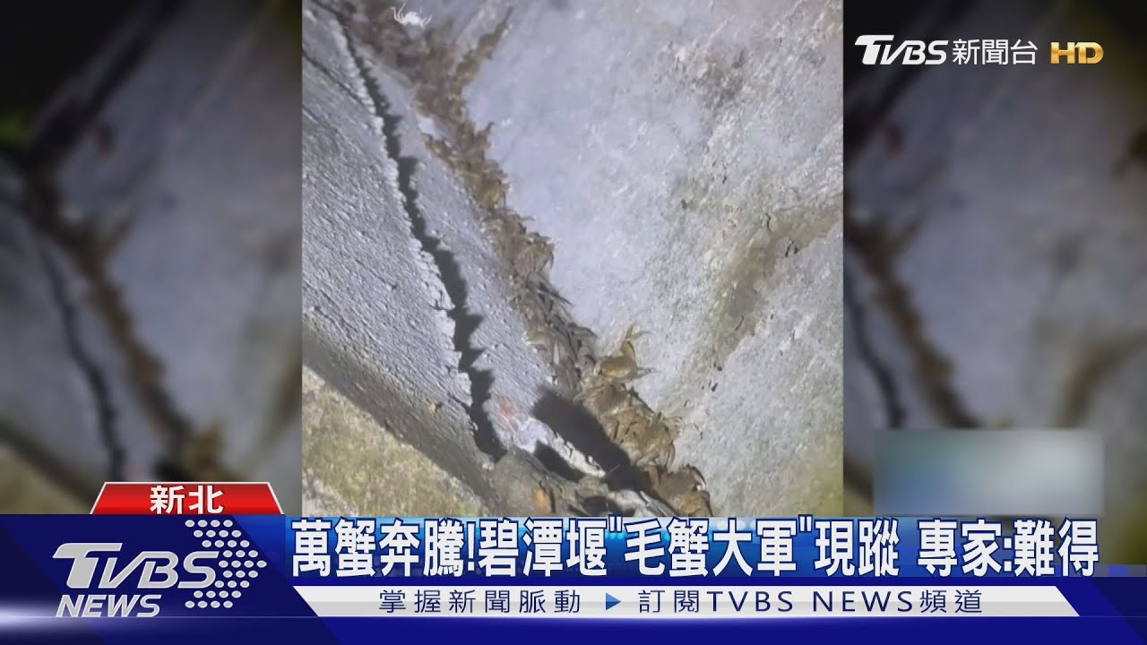 碧潭堰「萬蟹奔騰」震撼曝光!毛蟹集體洄游 專家揭關鍵因素