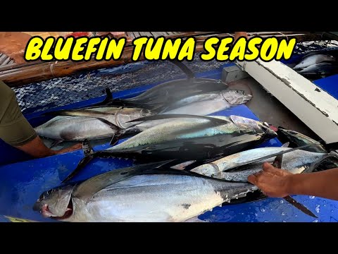 EP21 P2 Paspasan sa Bluefin tuna hanggang umaga