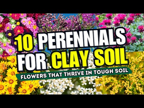 , title : '💪🤯 CLAY SOIL? NO WORRIES! Top 10 Perennial Flowers That THRIVE in Tough Soil! 😱'