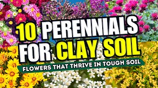 💪🤯 CLAY SOIL? NO WORRIES! Top 10 Perennial Flowers That THRIVE in Tough Soil! 😱