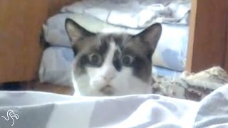 You Know Your Cat Is A Total Creep When...