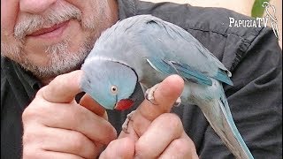 Indian Ring-necked Parakeet