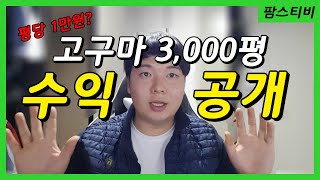 고구마농사 3000평 수익공개