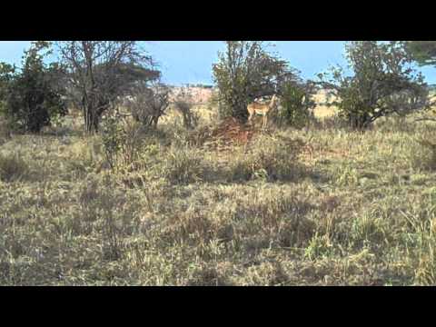 impala giving a warning