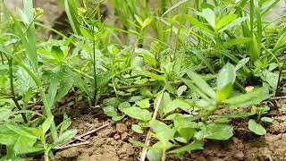 Download lagu DUET MAUT LEGENDARIS DEDY DORES & NIKE ARDILLA FULL ALBUM  mp3