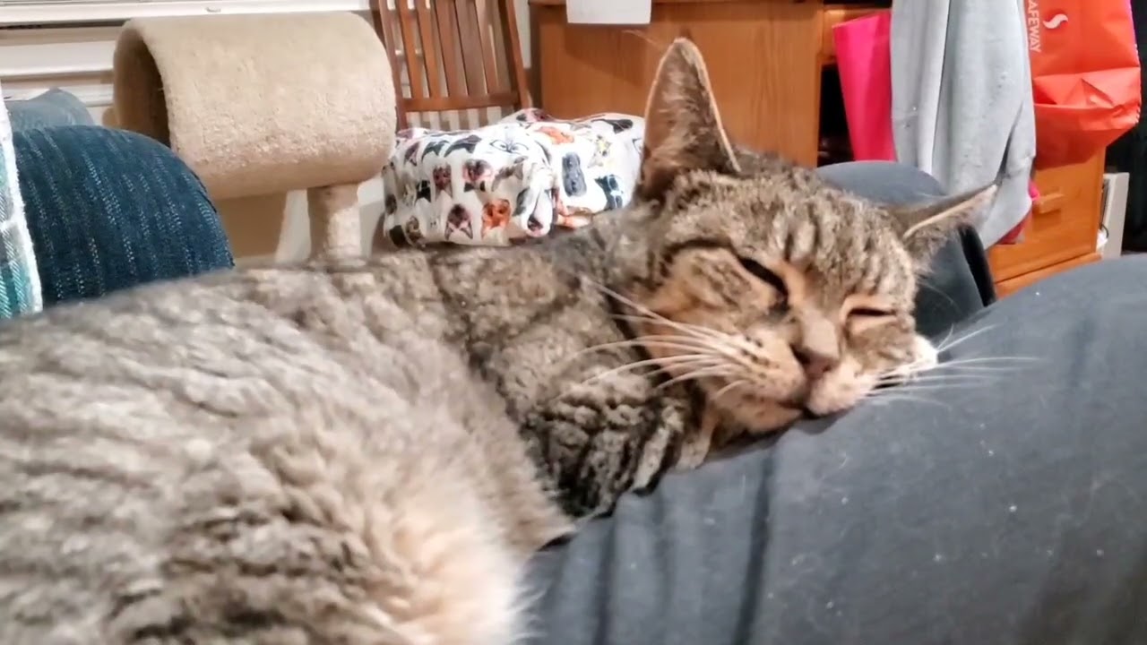 Enlarge Mona (FCID# 05/08/2025 - 23) SN med, a Adoptable Tabby in Greenville, DE video 4/5