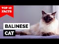 Balinese Cat-TOP 10 FACTS