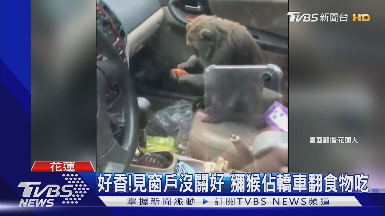 好香!見窗戶沒關好 獼猴佔轎車翻食物吃