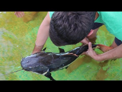 CATCHING Multiple GIANT EXOTIC CATFISH IN (SECTET POND)