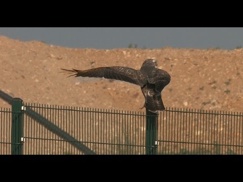 2014 09 27 Mäusebussard - Buteo buteo - common buzzard