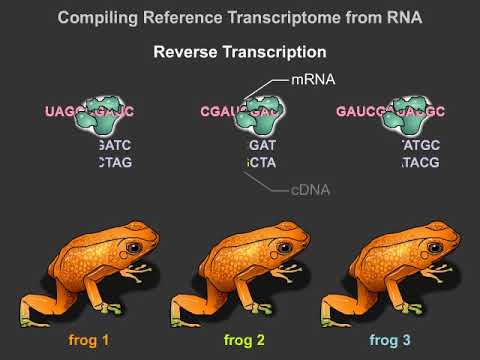 Genome Wide Association Studies & Human Disease: Learning from Toxic Frogs (Life Sciences Outreach)