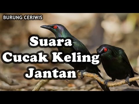 download lagu mp3 mp4 Cucak Keling Jantan, download lagu Cucak Keling Jantan gratis, unduh video klip Download Cucak Keling Jantan Mp3 dan Mp4 Youtube Gratis