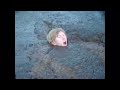 BoggyMan Sinking All Clips Remastered In 8K 60FPS
