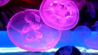 preview picture of video 'Jellyfish at the Newport Aquarium - Kentucky'